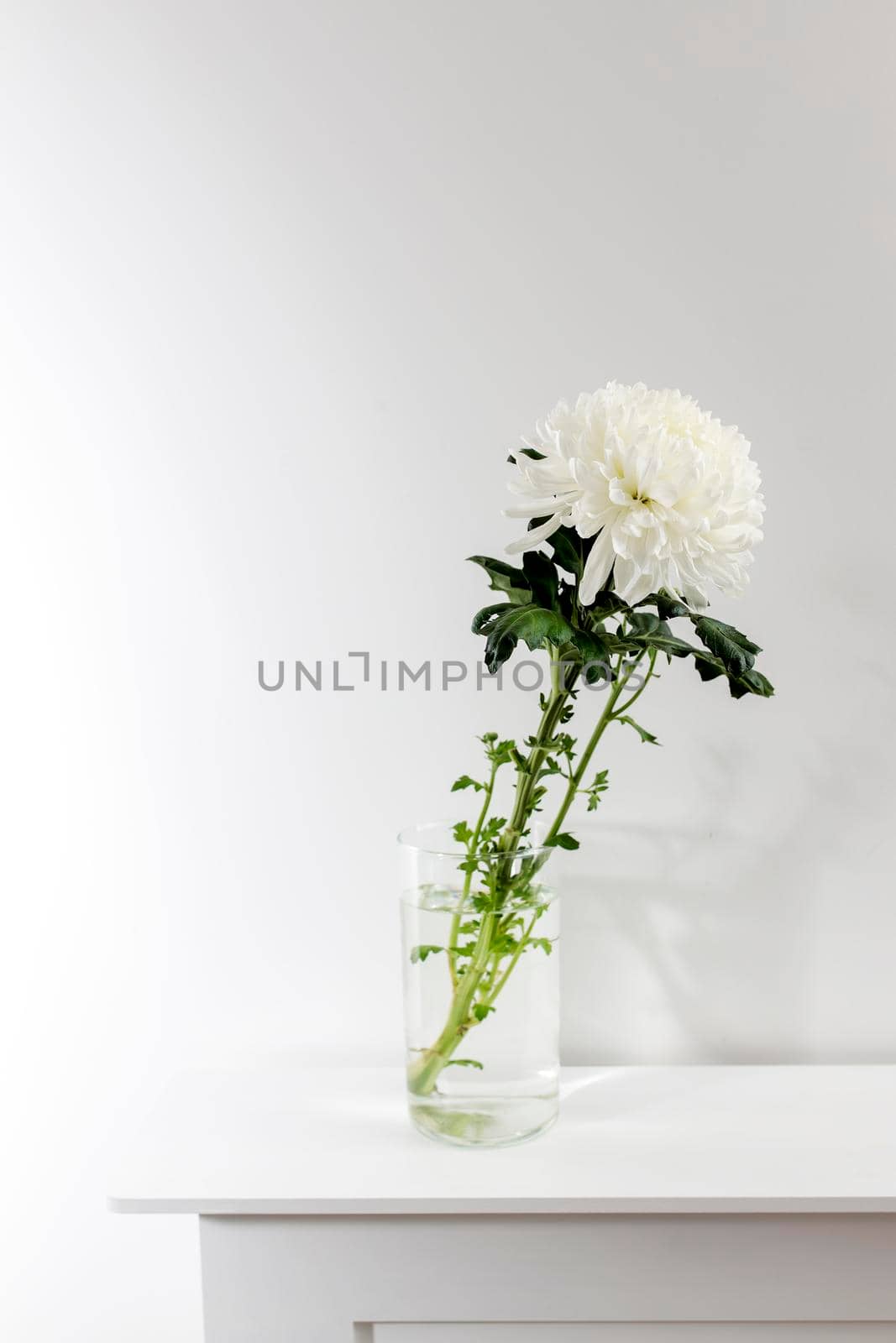 Large white chrysanthemum in a transparent glass vase, which stands on a stool by elenarostunova