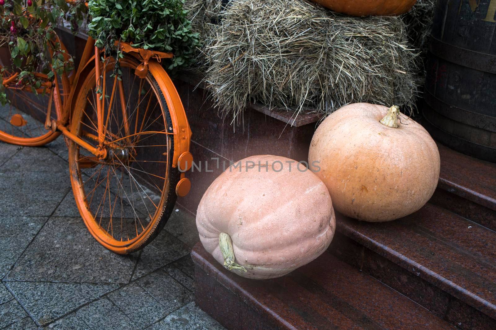 Two large pumpkins and an orange bicycle decorate the entrance to the house on the eve of Halloween