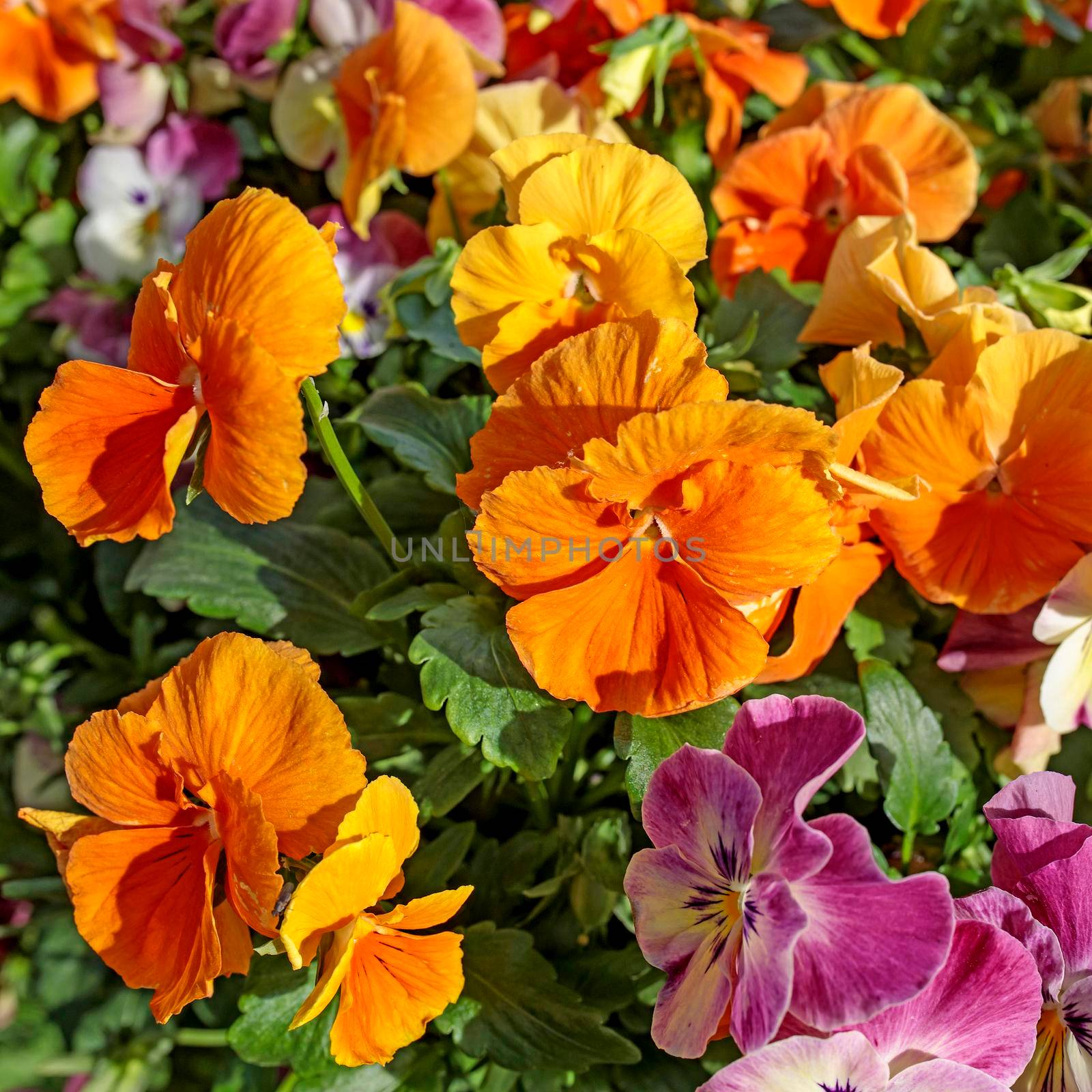 outdoor white ceramic vase as decoration with orange, yellow and blue violets of different colors in the park. landscape design