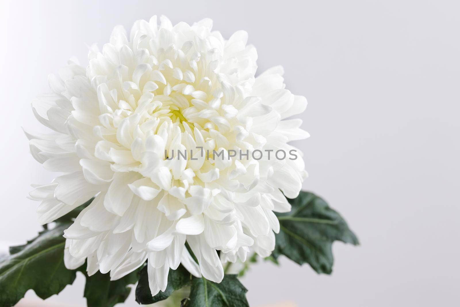 Large white chrysanthemum is on a grey background. Copy space