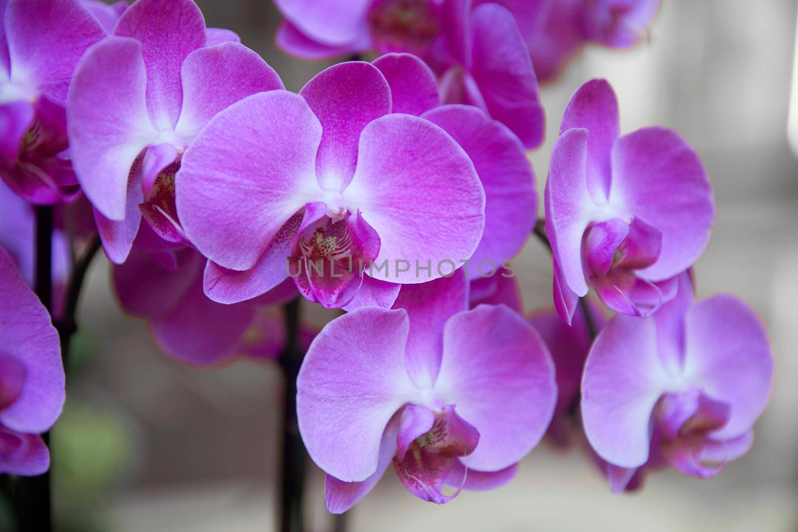 Purple orchid flower phalaenopsis, phalaenopsis or falah on a white background. Purple phalaenopsis flowers on the right. known as butterfly orchids. Selective focus. There is a place for your text. by elenarostunova