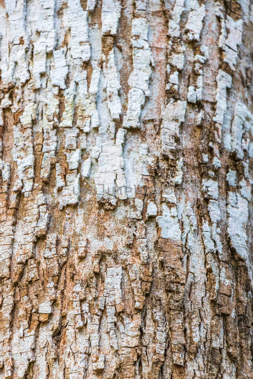 Tropical tree bark texture in natural jungle Mexico. by Arkadij