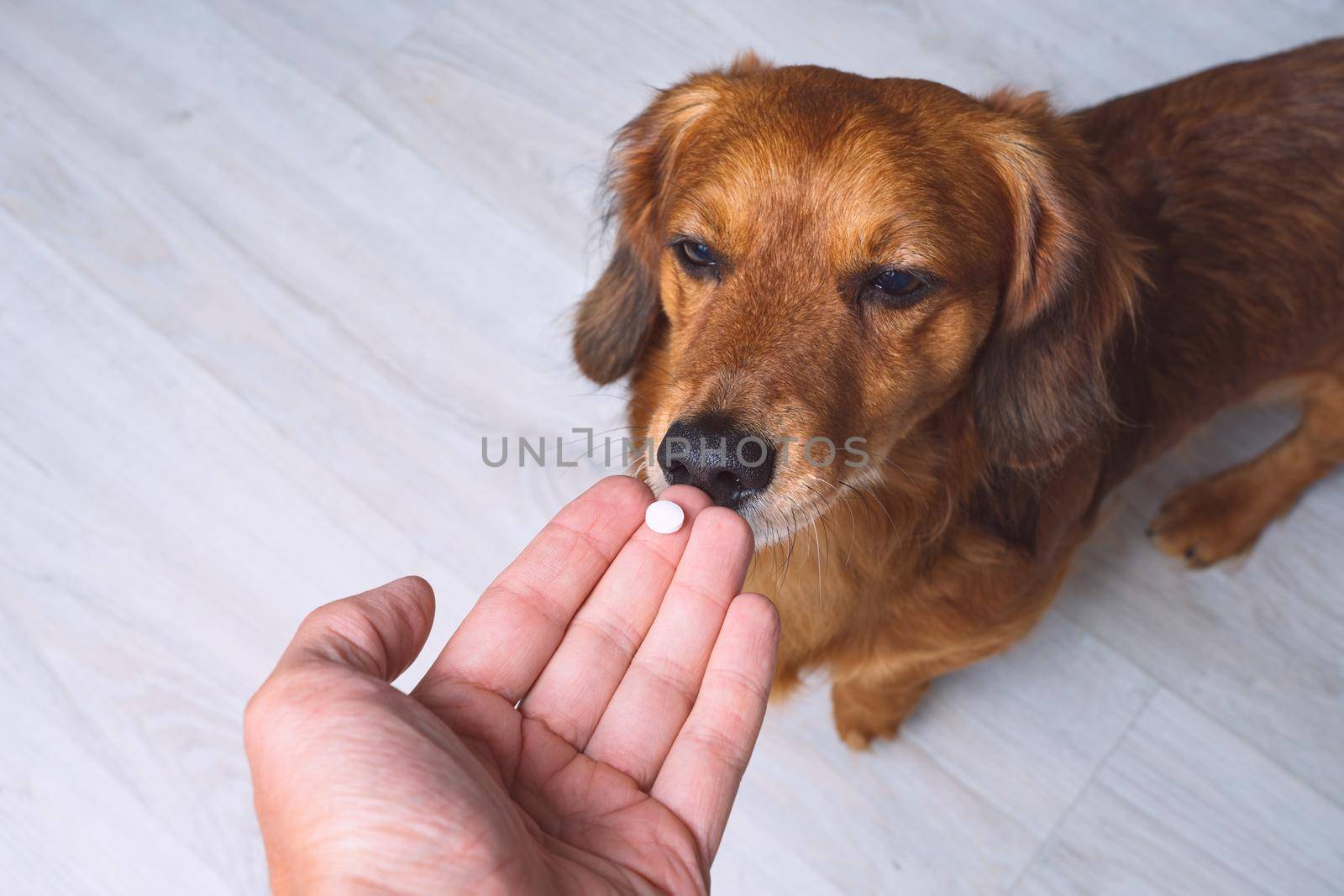 Owner giving medicine in a pill or tablet to his sick dog. Medicine and vitamins for pets. Pills for animals. by DariaKulkova