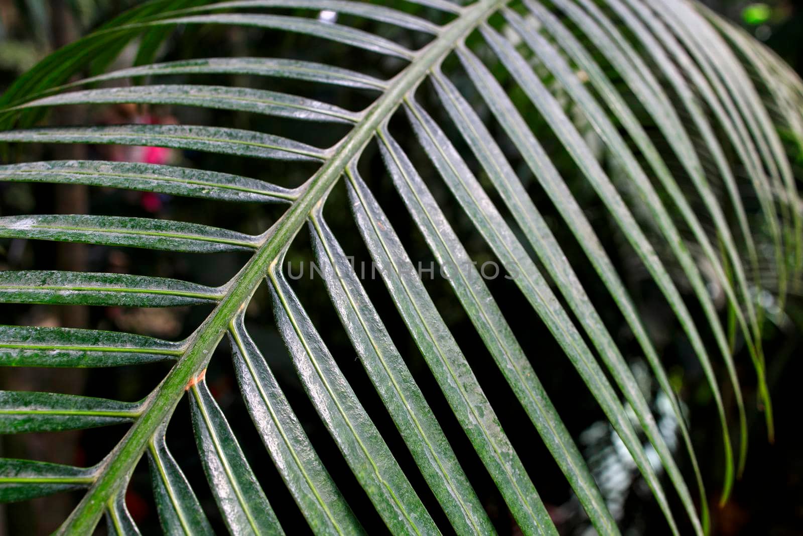 Palm leaf close up. Place for text by elenarostunova