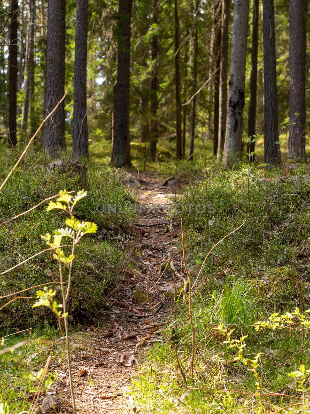 Magical fairytale forest. Coniferous forest covered of green moss. Mystic atmosphere