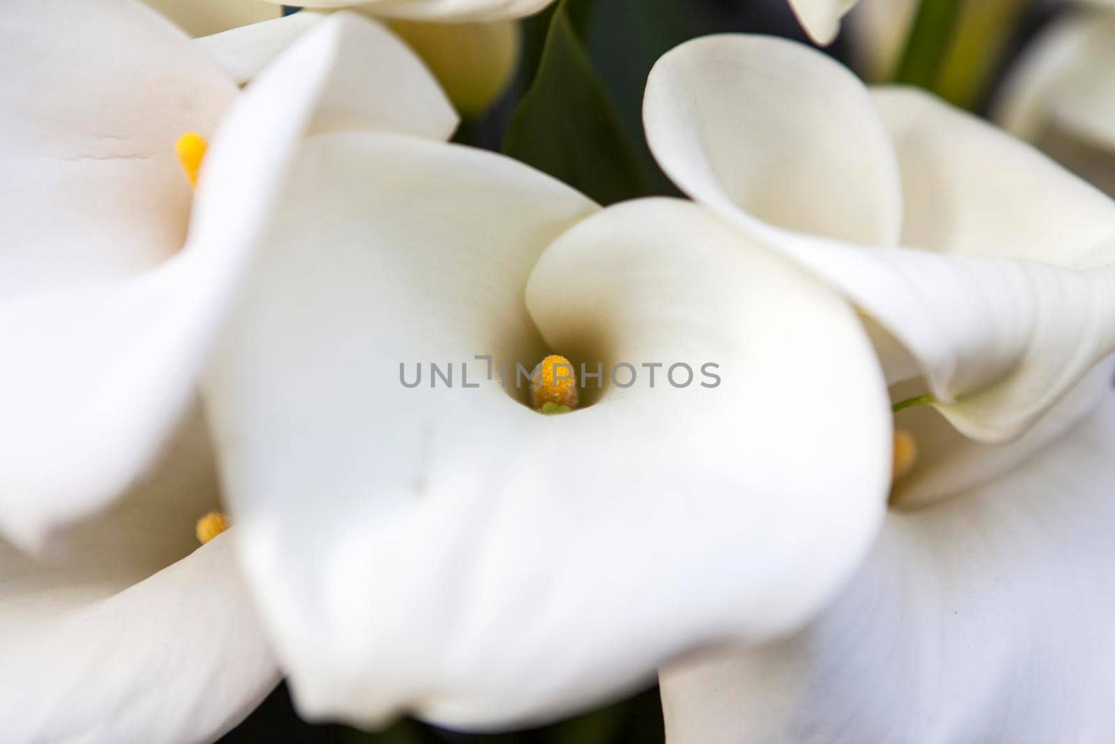 White calla lilies background. Bride bouquet by elenarostunova