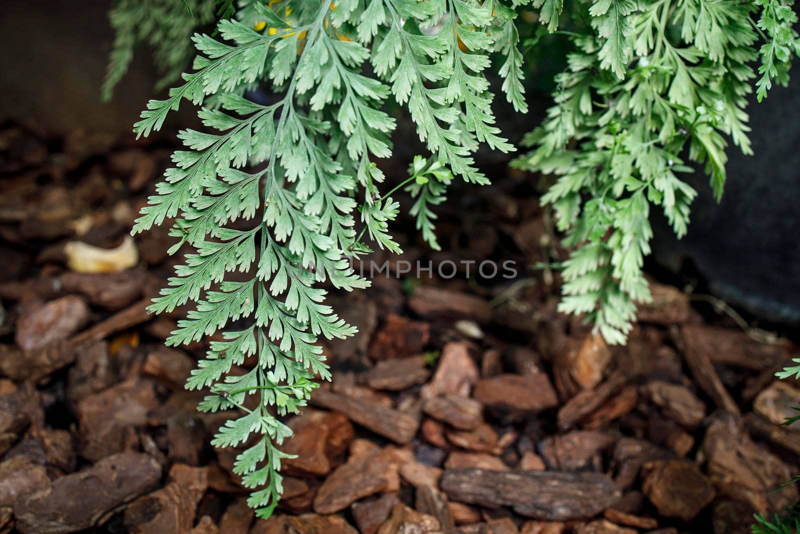 Zealandia pustulata, synonym Microsorum pustulatum, is a species of fern within the family Polypodiaceae by elenarostunova