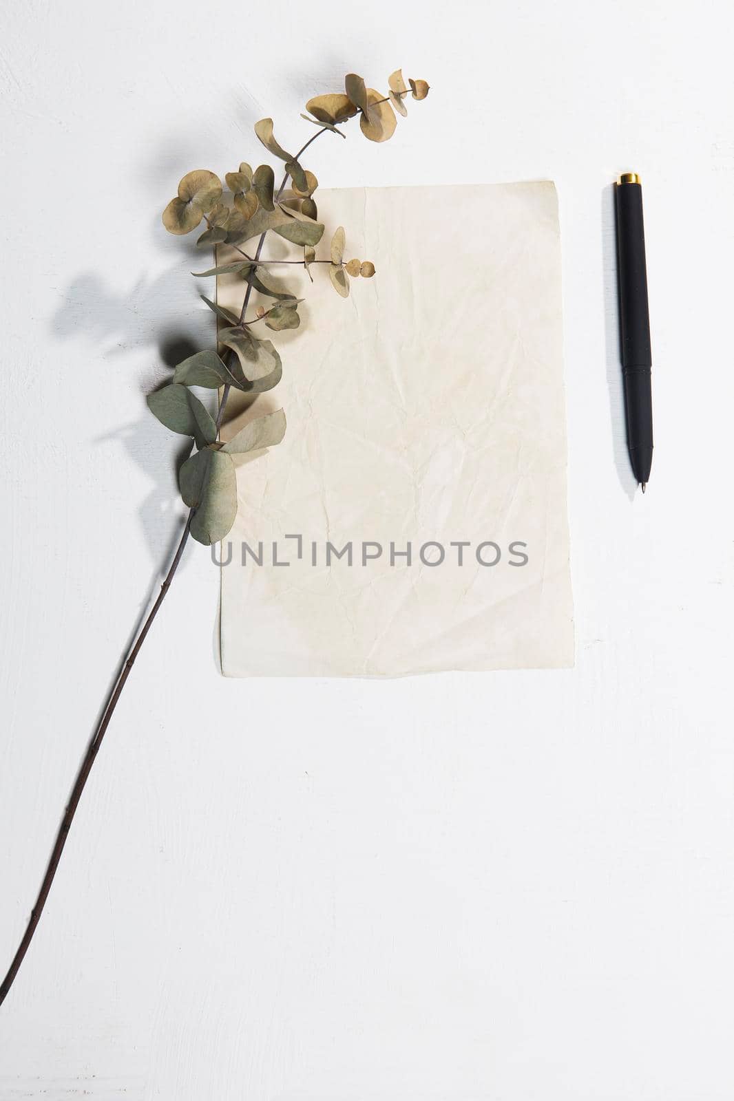 Dry branch of eucalyptus is on a piece of paper and a pen. Greeting card concept. Place for text. Copy space.