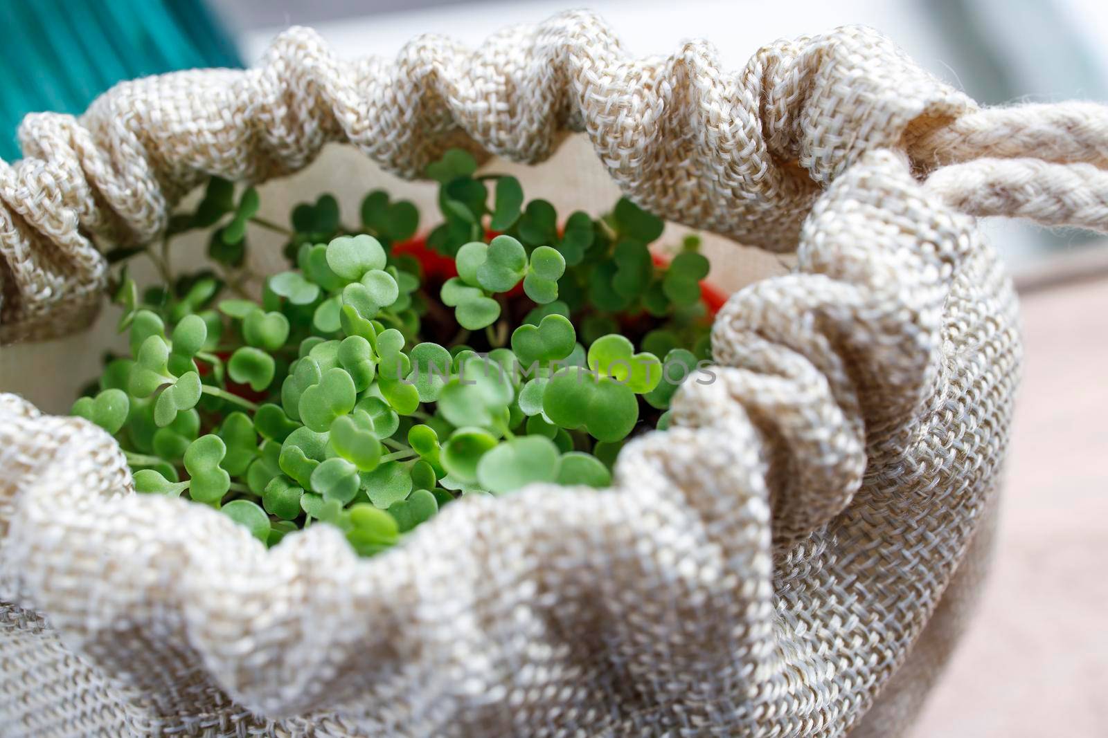 Sprouted arugula in a plastic pot for salad in the kitchen. Winter's end by elenarostunova