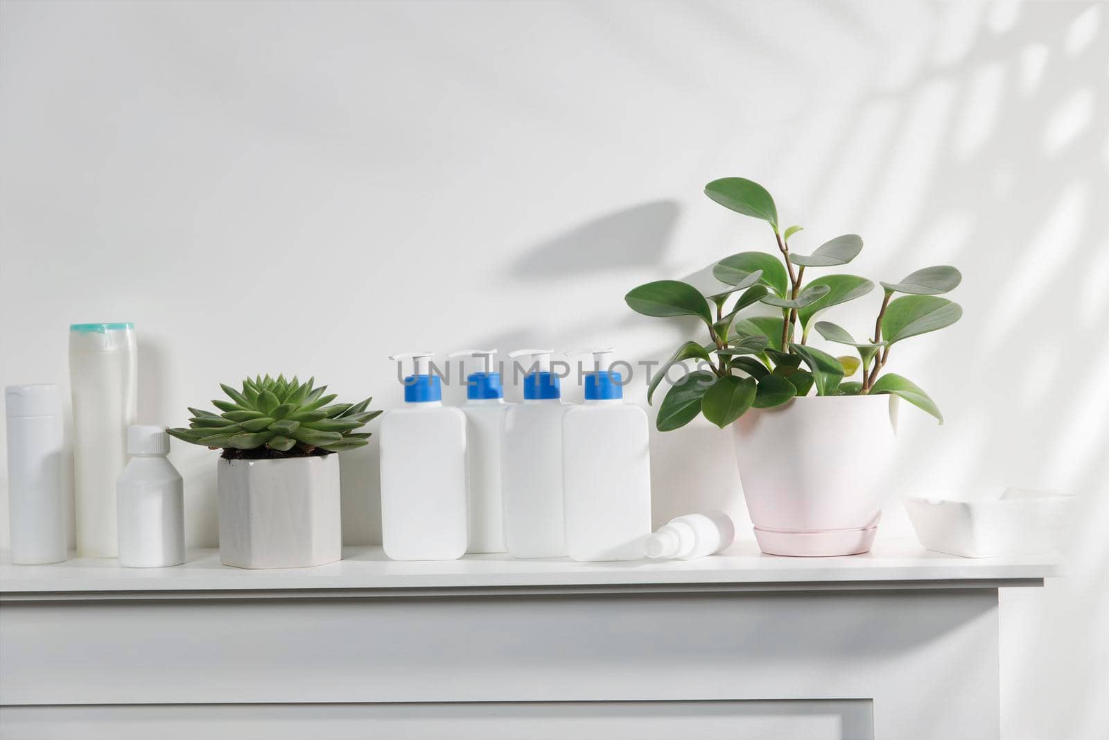 Peperomia Magnoliifolia in the pot. White bottles with a blue dispenser with shampoo, conditioner, cream and liquid soap stand on a shelf in the bathroom. Place for text.