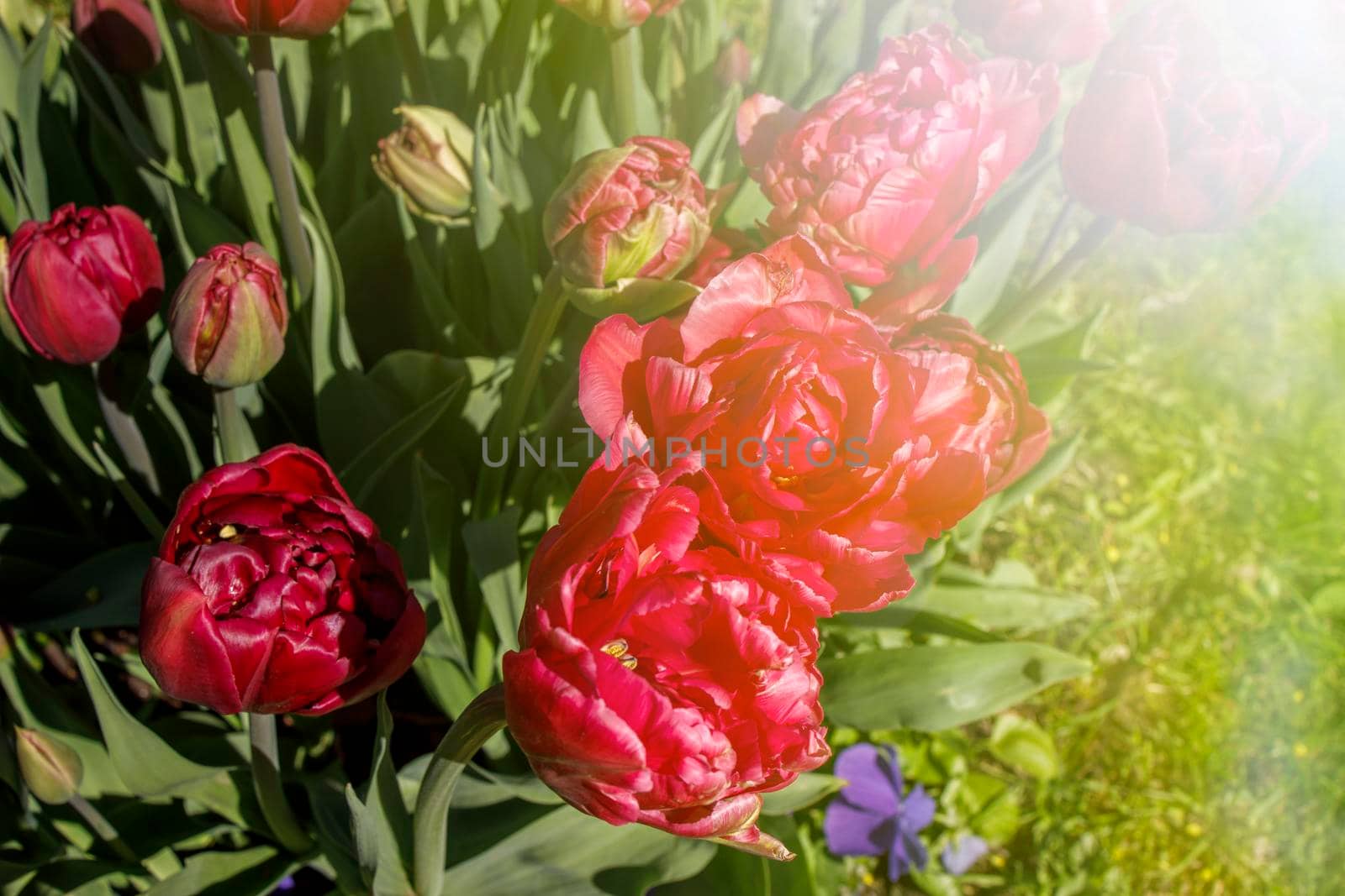Red tulips are in the sun ligh in the spring garden near lake or pond. with falling petals