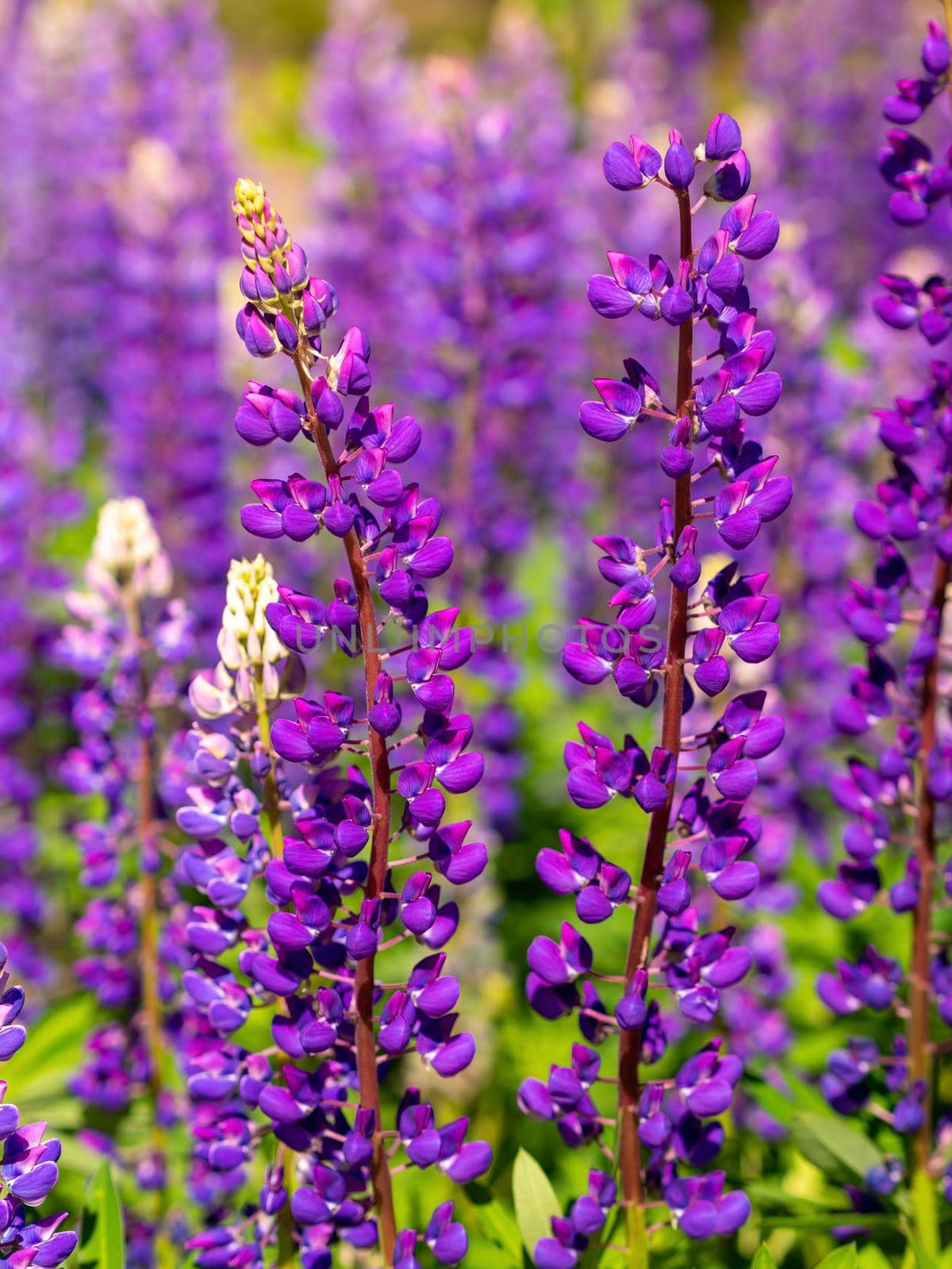 Colorful blue and purple colorful vibrant lupine wildflowers in with bokeh blurred background. photo