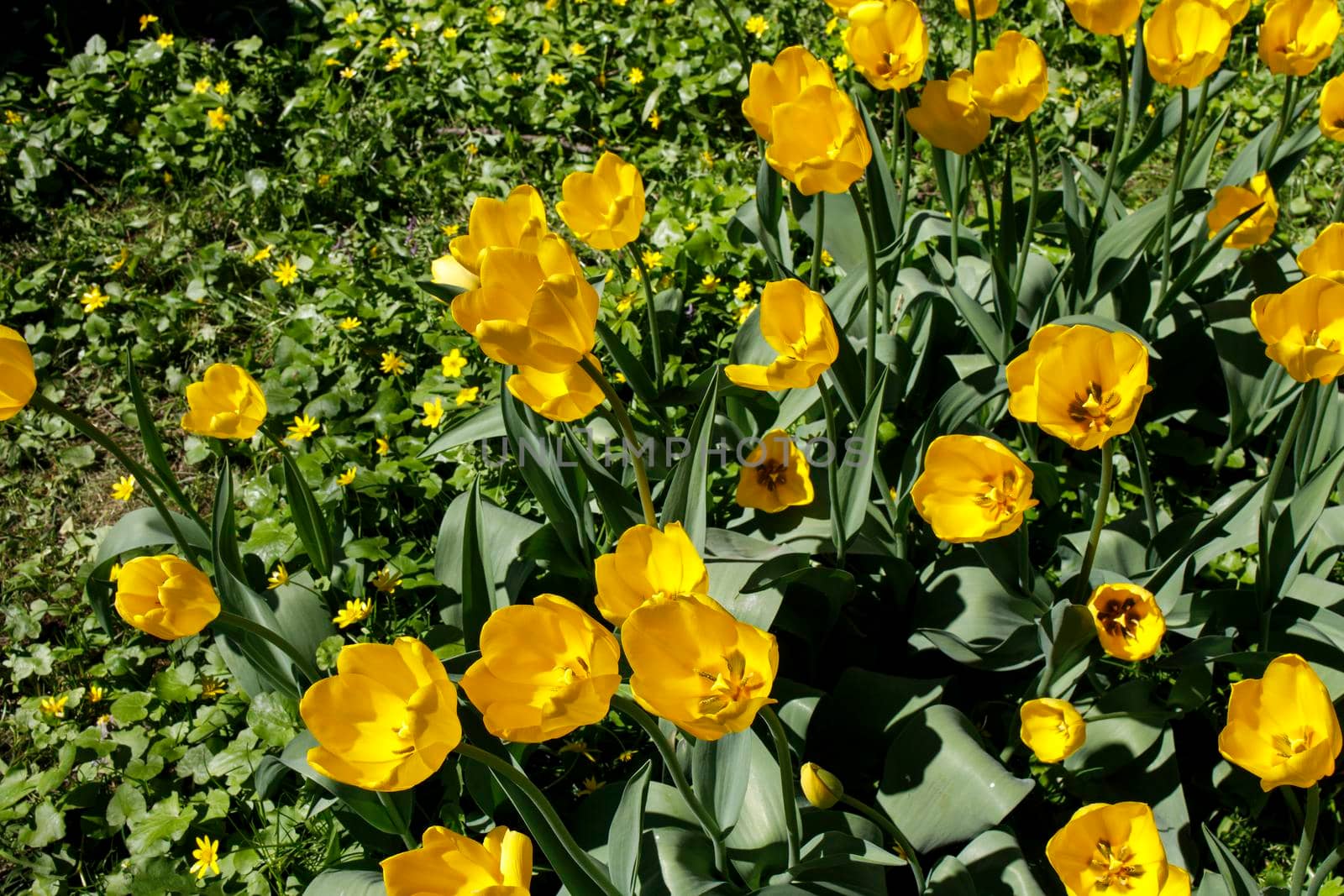Yellow tulips are in the sun ligh in the spring garden. with falling petals