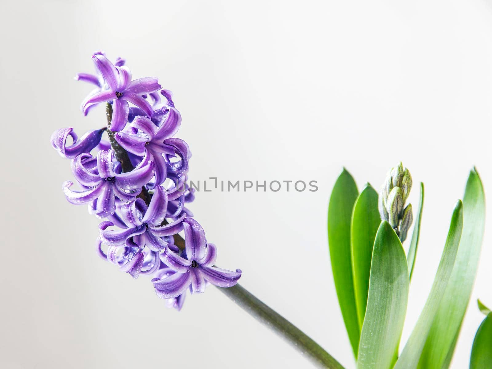 Blossoming blue hyacinth with raindrops on a white background by elenarostunova