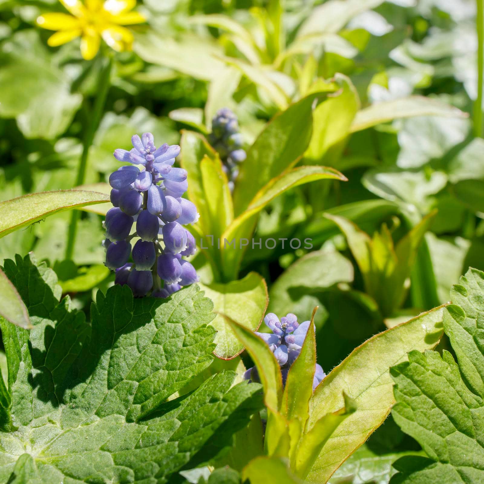 Muscari flower. Muscari armeniacum.Grape Hyacinth.Spring flowers. Blue muscari in the sun on a blurred vegetable background. Floral spring background. Square frame