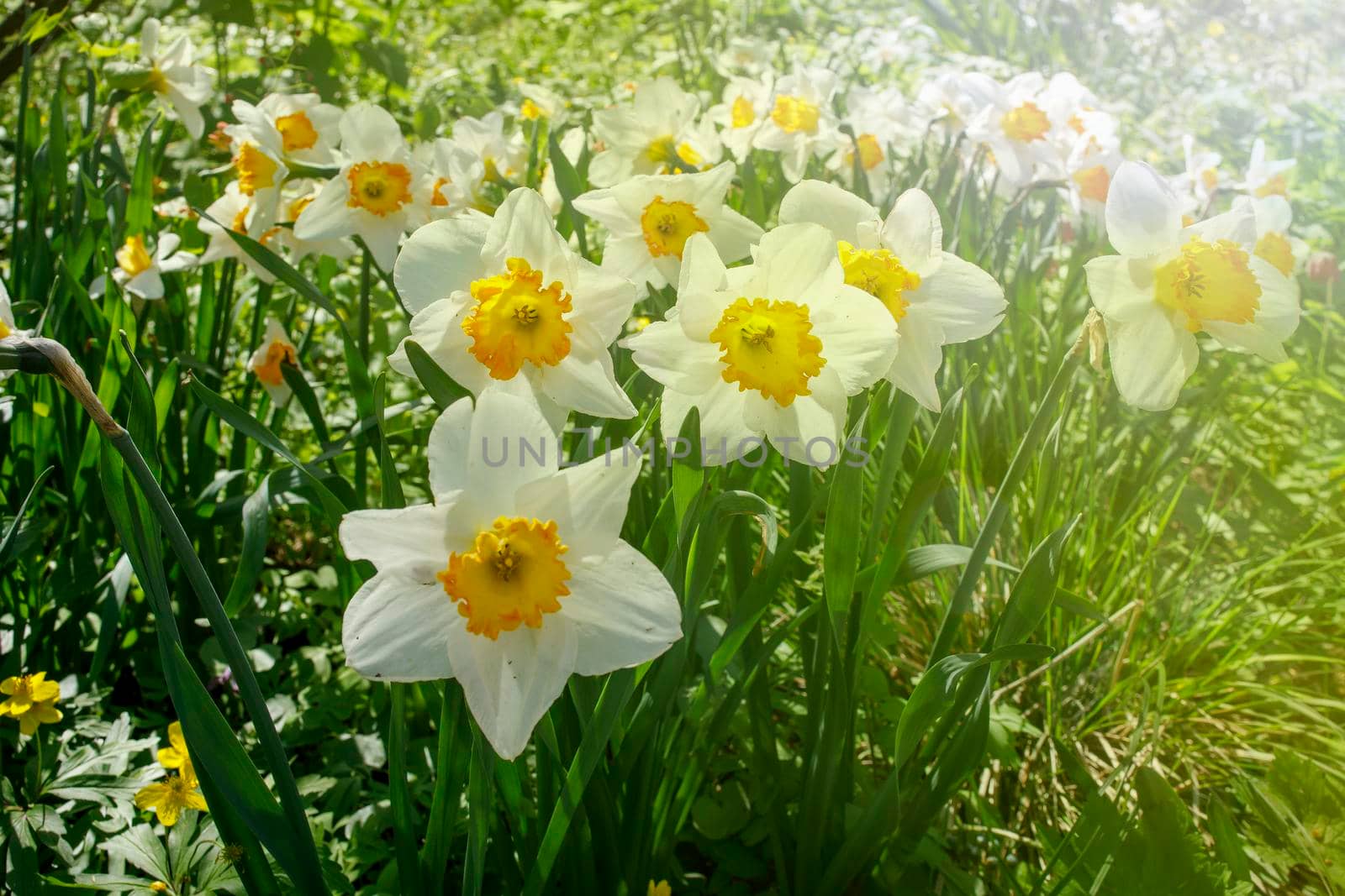 White daffodils with a yellow core in a flowerbed near an artificial reservoir in a park. Landscape design by elenarostunova