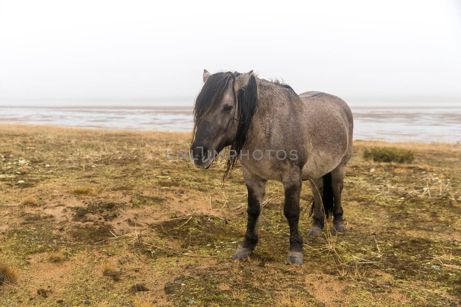 Horse of gray color with a long mane of the Yakut breed in the village of Kuzomen on the Kola Peninsula by elenarostunova