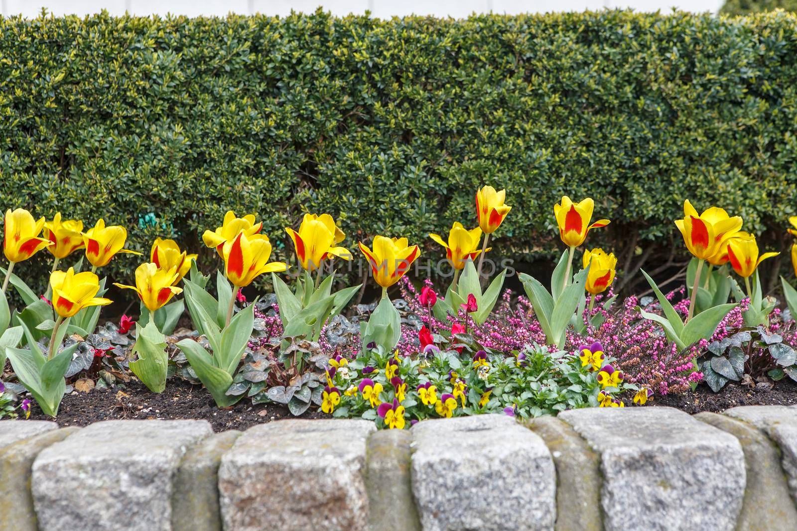 Yellow-red tulips are planted in a row on a stone parapet against the backdrop of an evergreen topiary yew wall. Fence