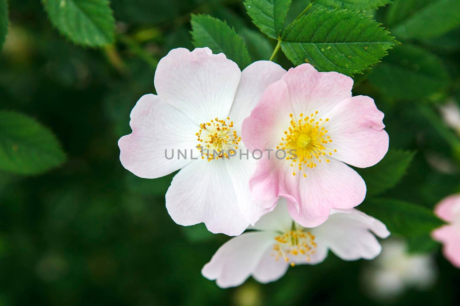 Three pale pink rosehip flowers on a blurred green backdrop