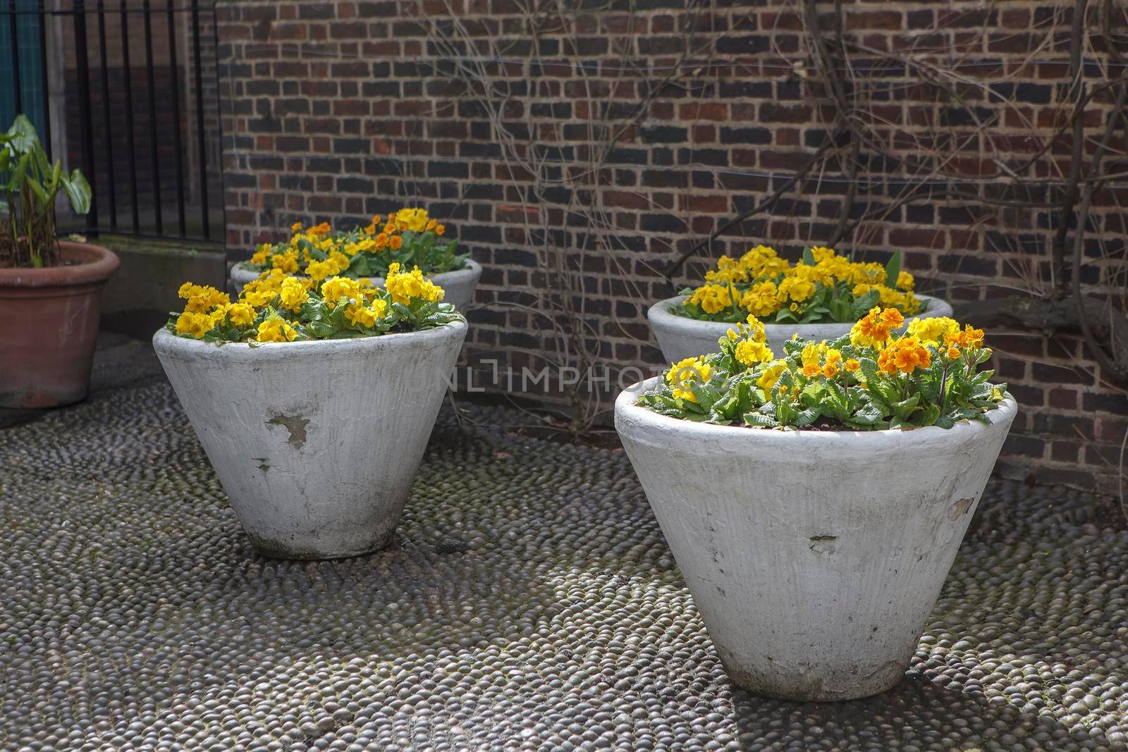 Yellow primroses in large ceramic pots near a stone wall as a park decoration