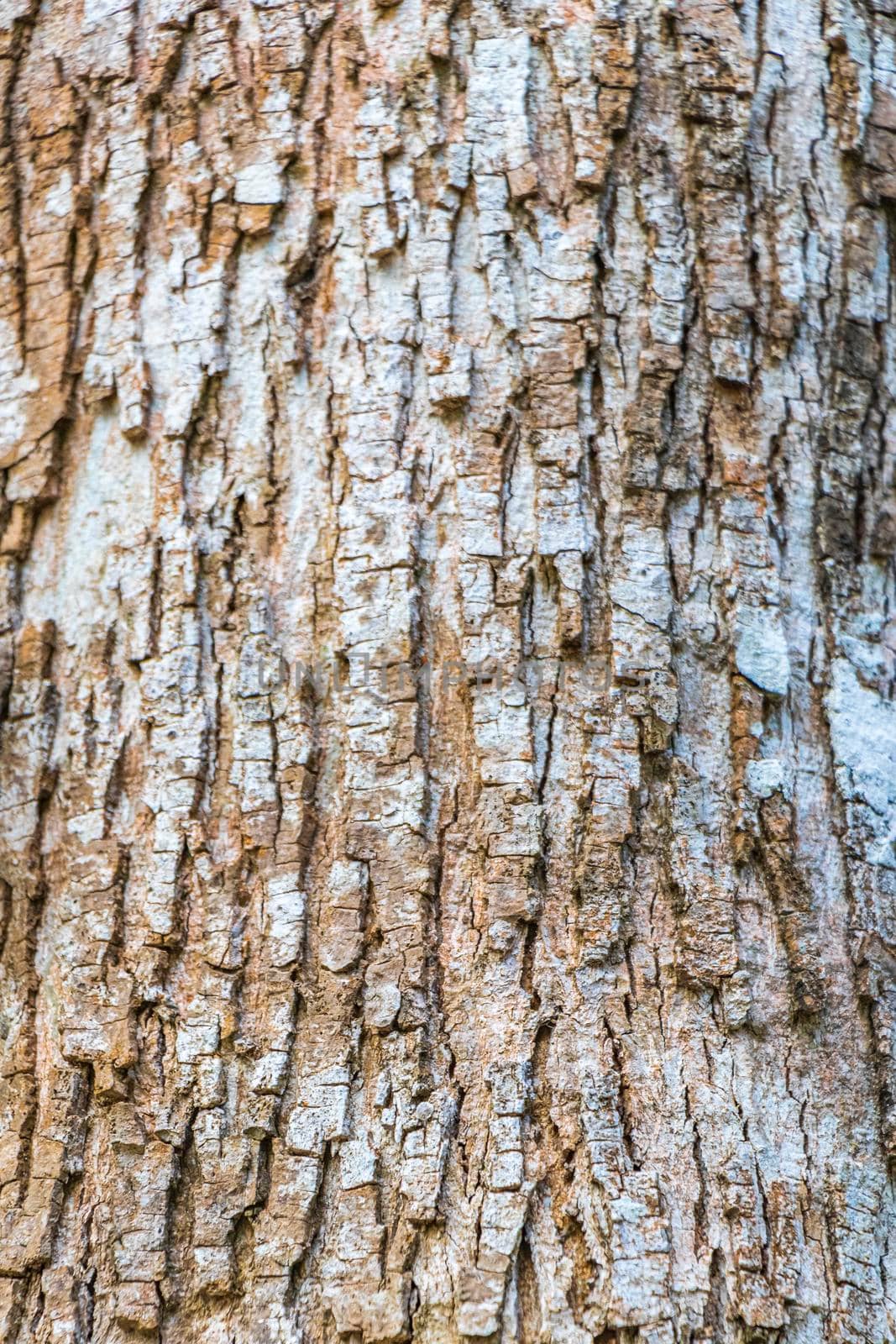 Tropical tree bark texture in natural jungle Mexico. by Arkadij