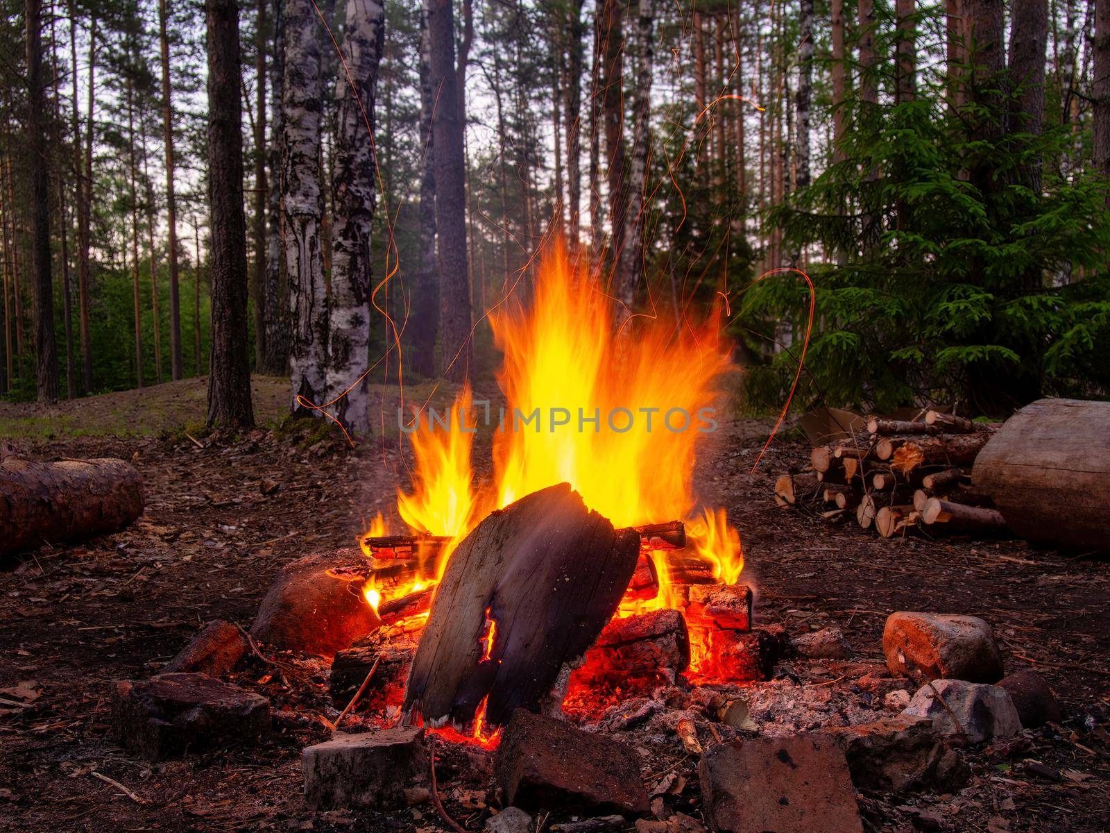 bonfire in the evening summer forest. High quality photo