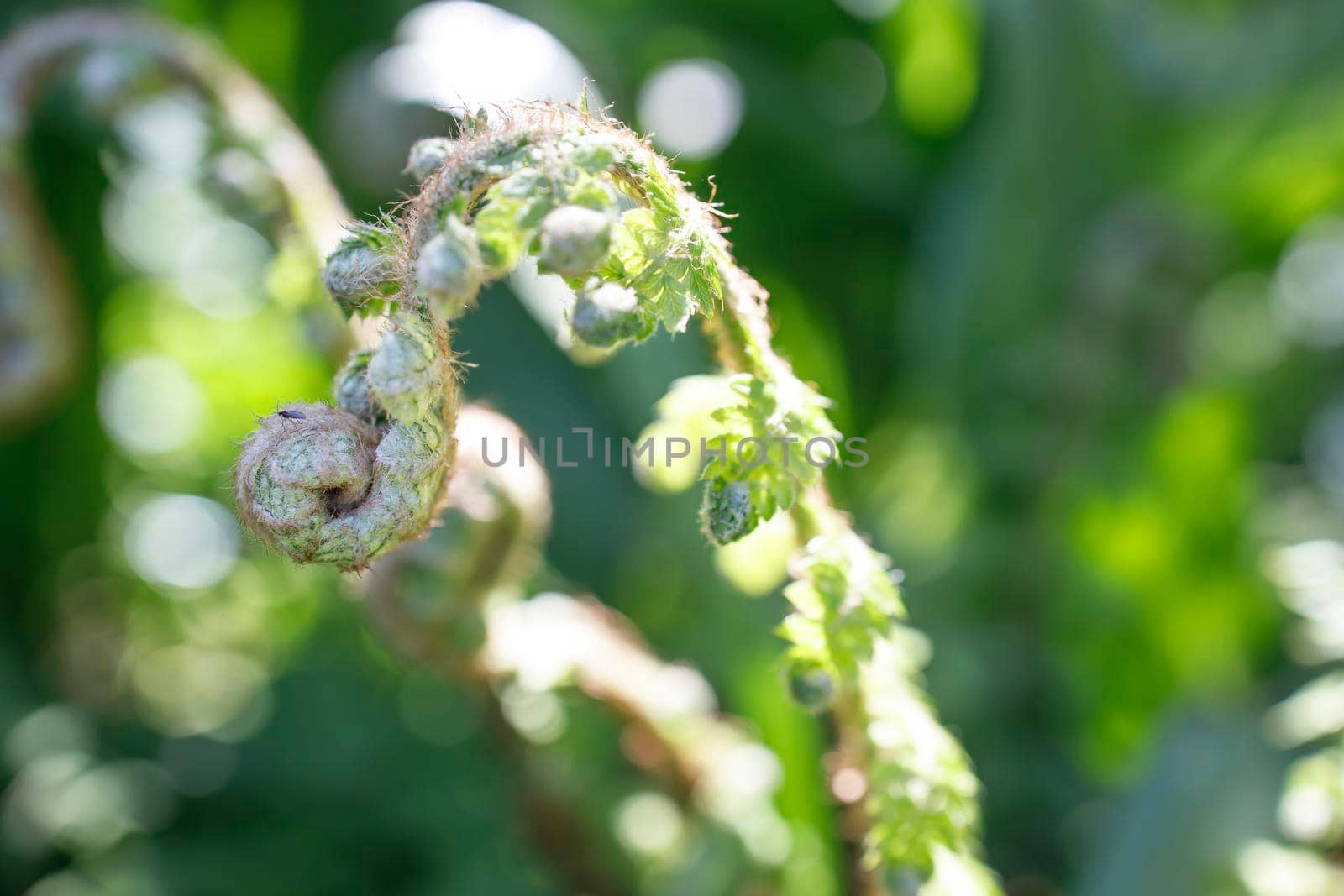 Pteridium aquilinum, also known as eagle fern, is a species of fern occurring in temperate and subtropical regions in both hemispheres. Early spring by elenarostunova