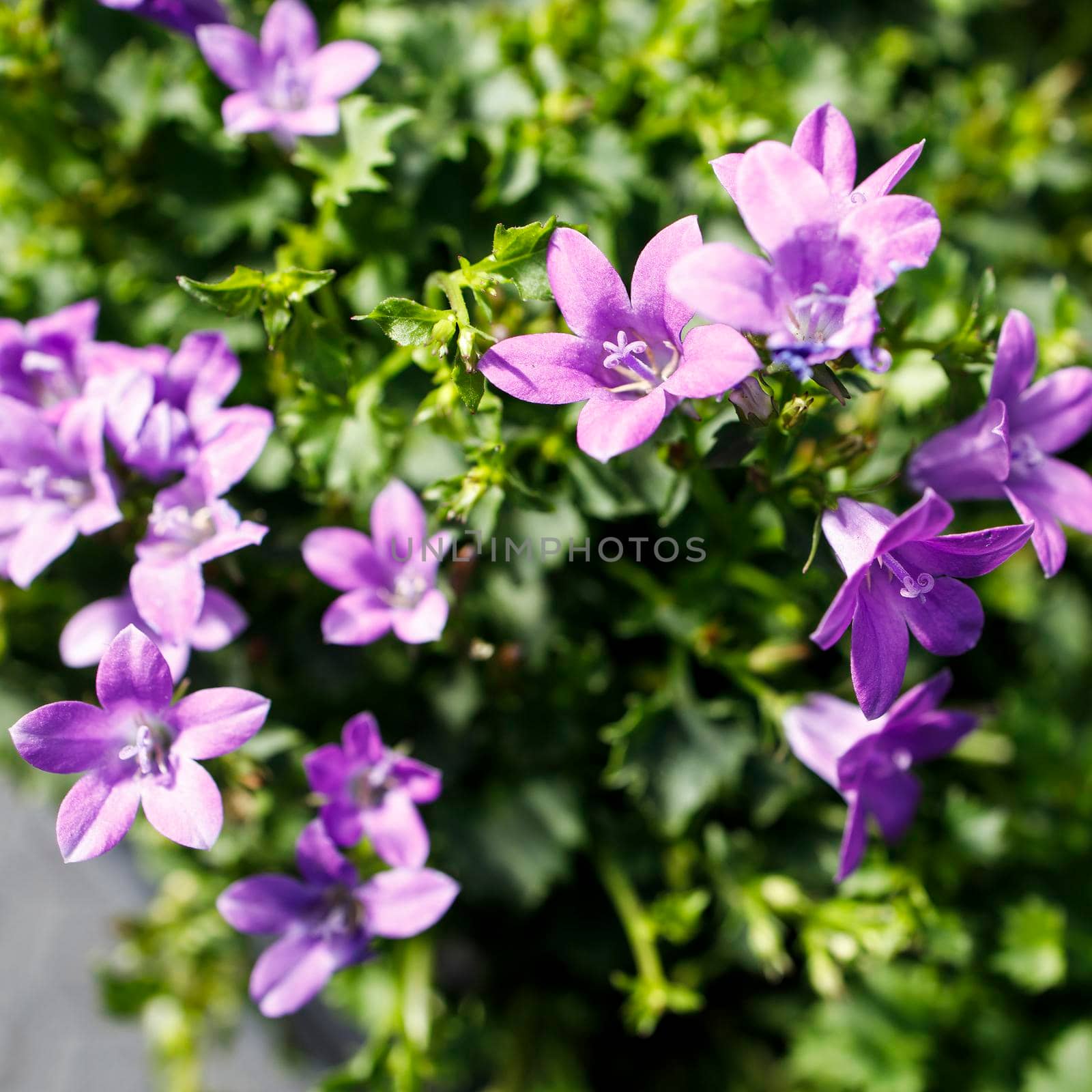 Ambella intense purple is in the garden in the garden. square frame