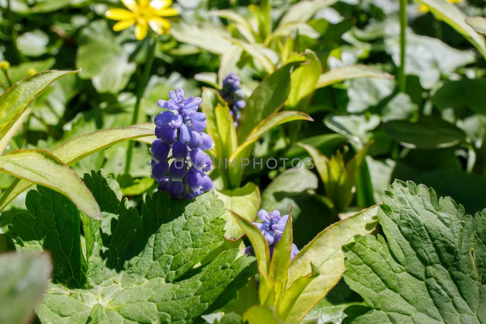 Muscari flower. Muscari armeniacum.Grape Hyacinth.Spring flowers. Blue muscari in the sun on a blurred vegetable background. Floral spring background. by elenarostunova