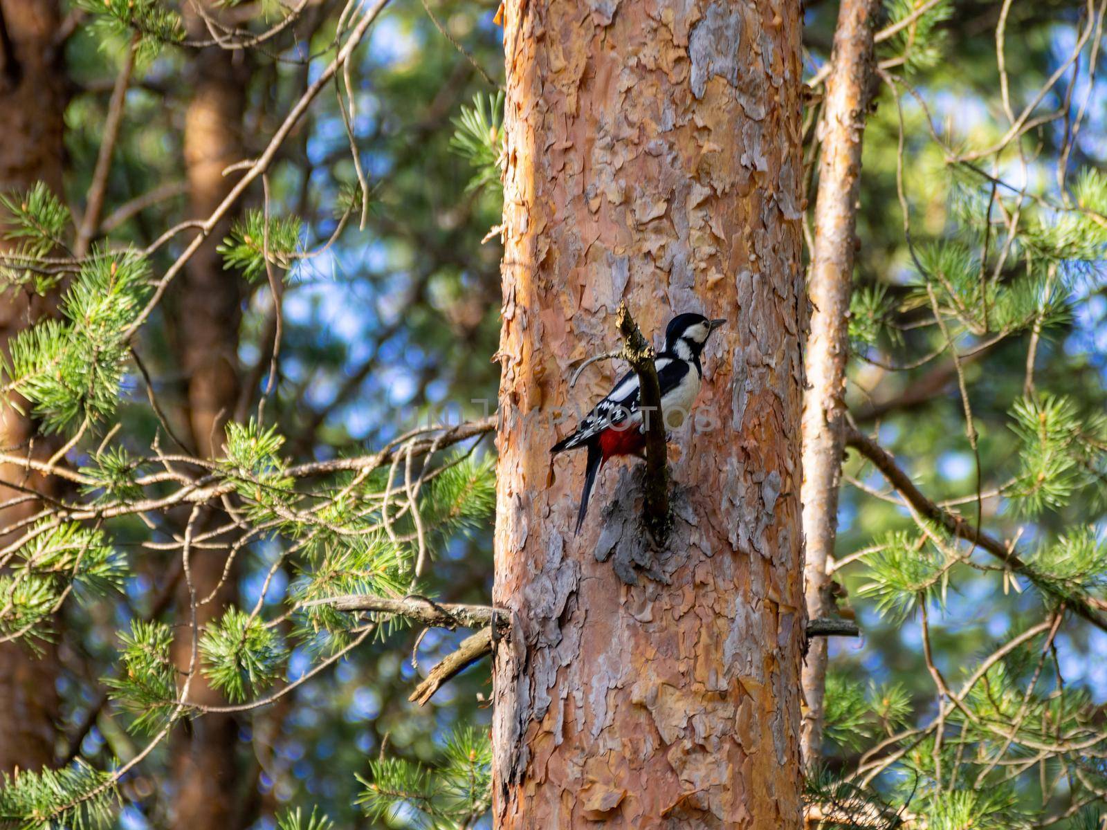 White-backed woodpecker on a pine tree in a summer forest.