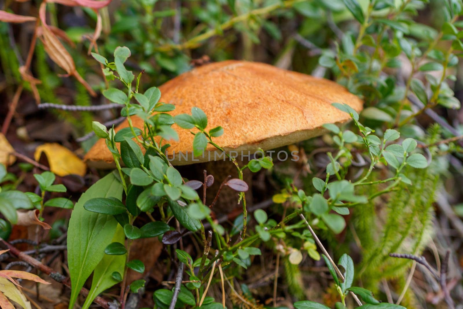 Leccinum scabrum. Common boletus with a large hat in the forest. photo