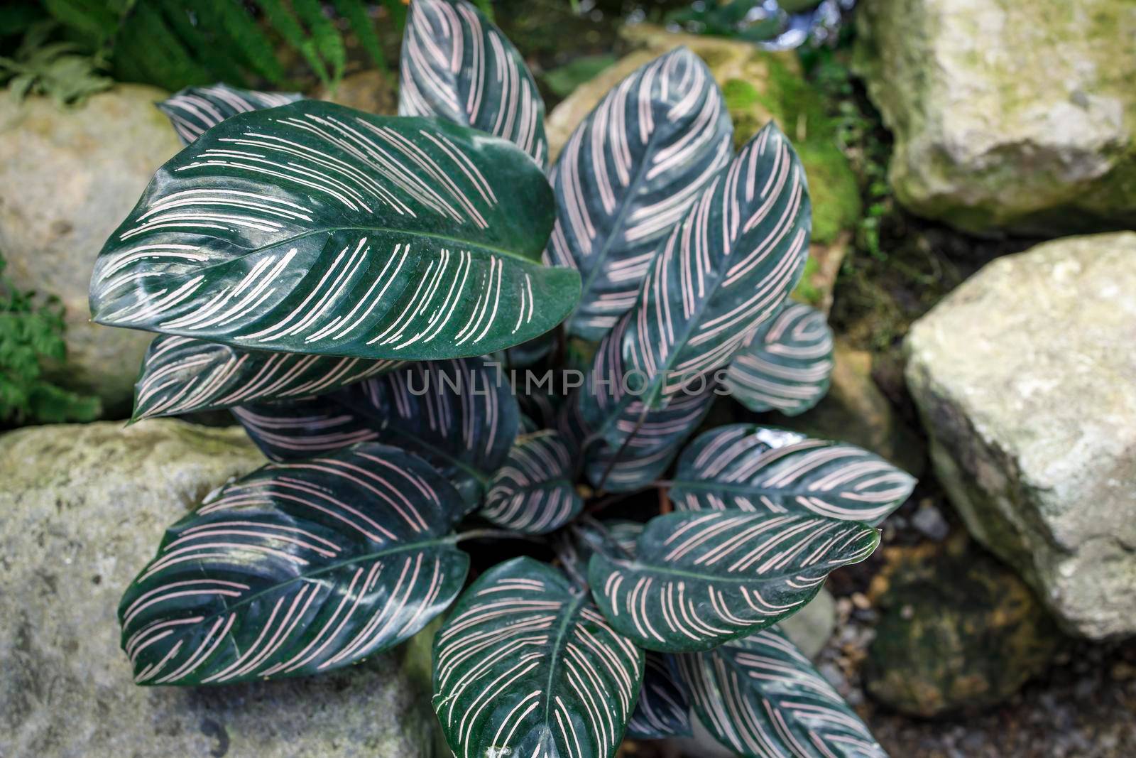 The Peacock plant, also known as Calathea ornata, is a beautiful tropical houseplant, famed for its beautiful, contrasting green and purplish-red leaves by elenarostunova