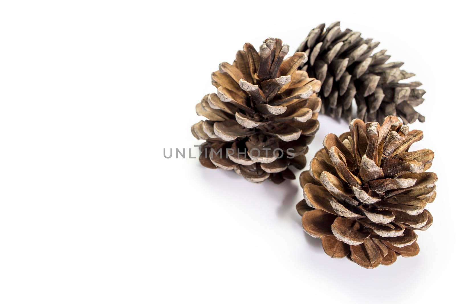 Three dry pine cones are isolated on white background. Copy space. Place for text by elenarostunova