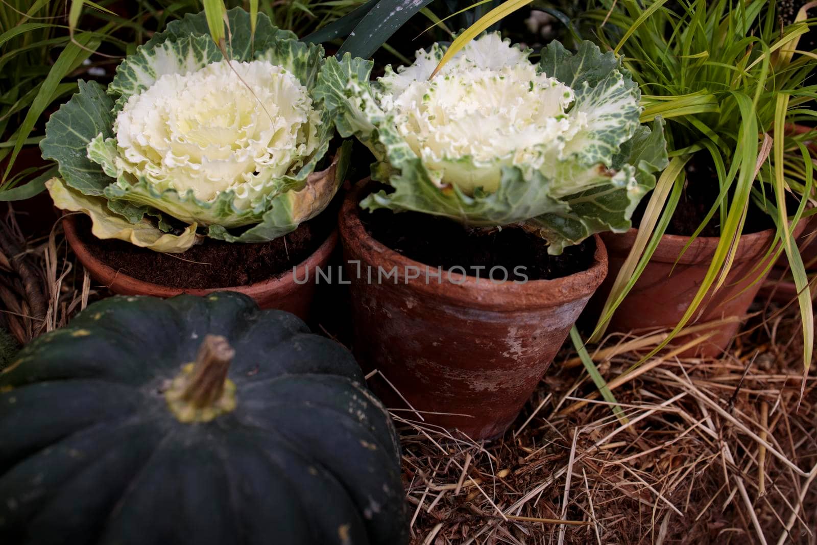 Ornamental white brassica cabbage and large green pumpkin adorn the farm stall by elenarostunova