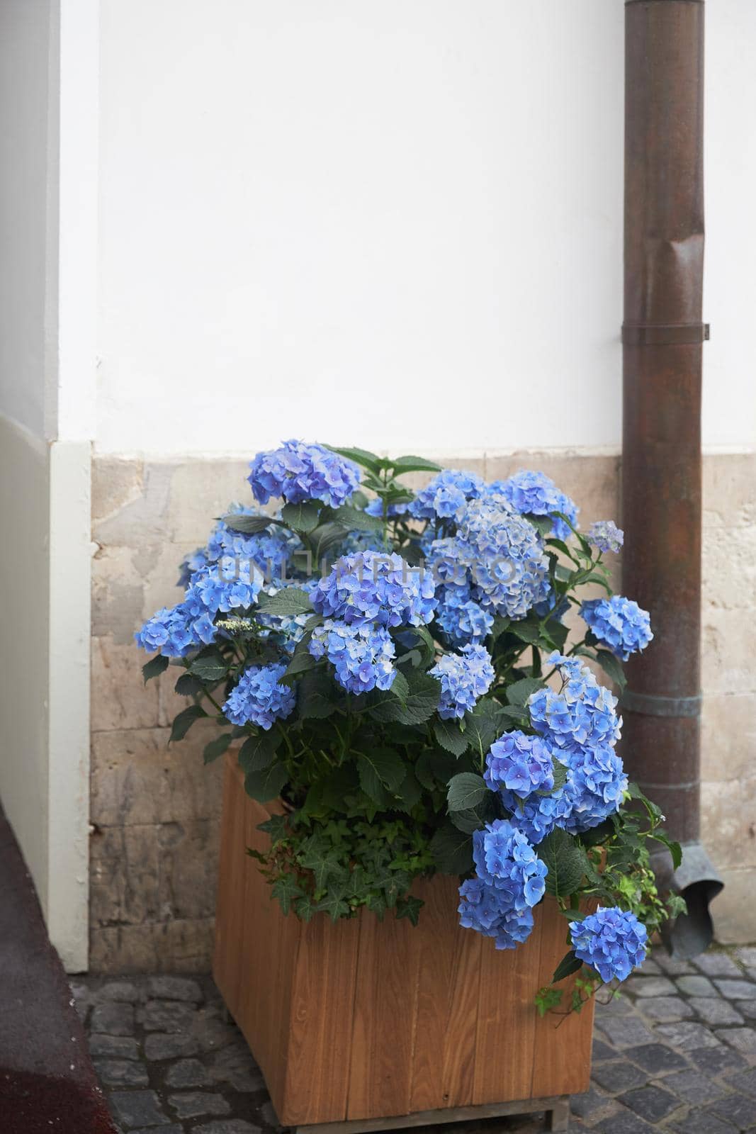 Blue hydrangea bushes in a wooden tub decorate the entrance to the restaurant by elenarostunova