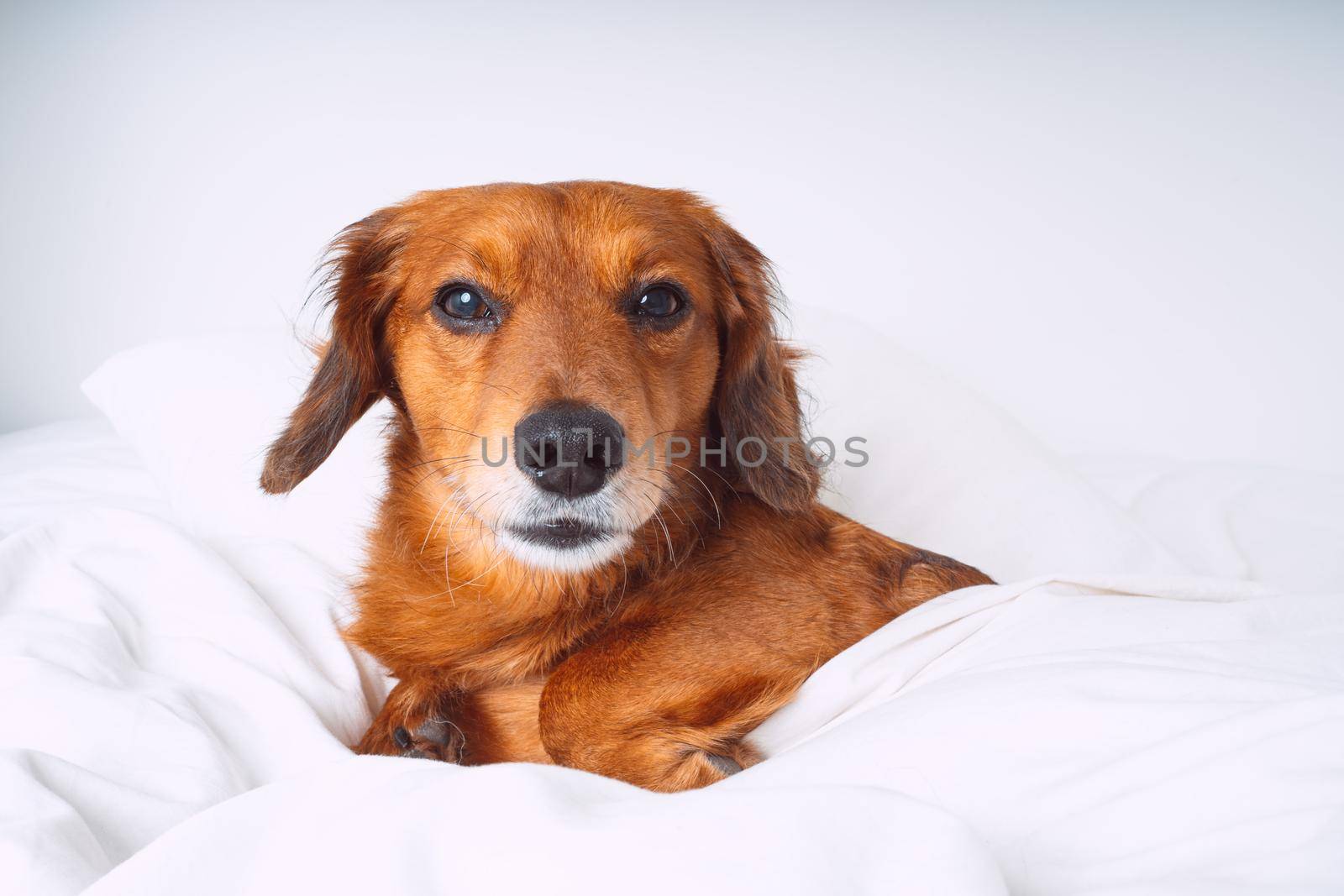 Portrait of beautiful brown long hair dachshund dog or sausage dog lying on the white bed by DariaKulkova