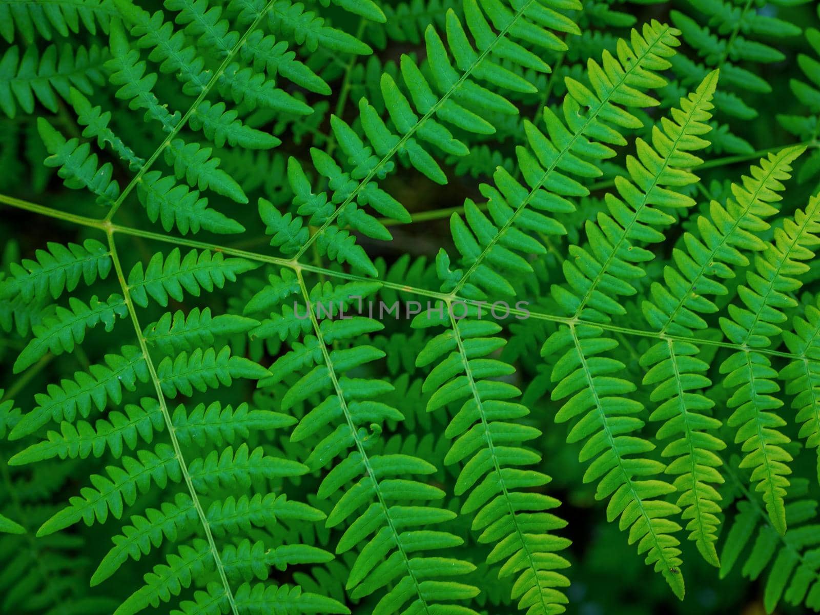Fresh green fern leaves on blur background in the garden. Texture of fern leaves. High quality photo