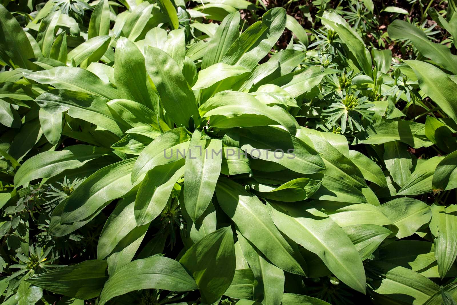 Allium ursinum, known as wild garlic, wild cowleek, ramsons, buckrams, broad-leaved garlic, wood garlic, bear leek or bear's garlic, is by elenarostunova