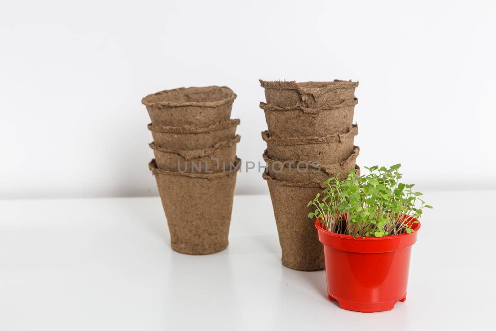 Growing flower seedlings in peat tablets and plastic containers, on a white wooden background. Sprouted arugula in a plastic pot for salad in the kitchen. Winter's end
