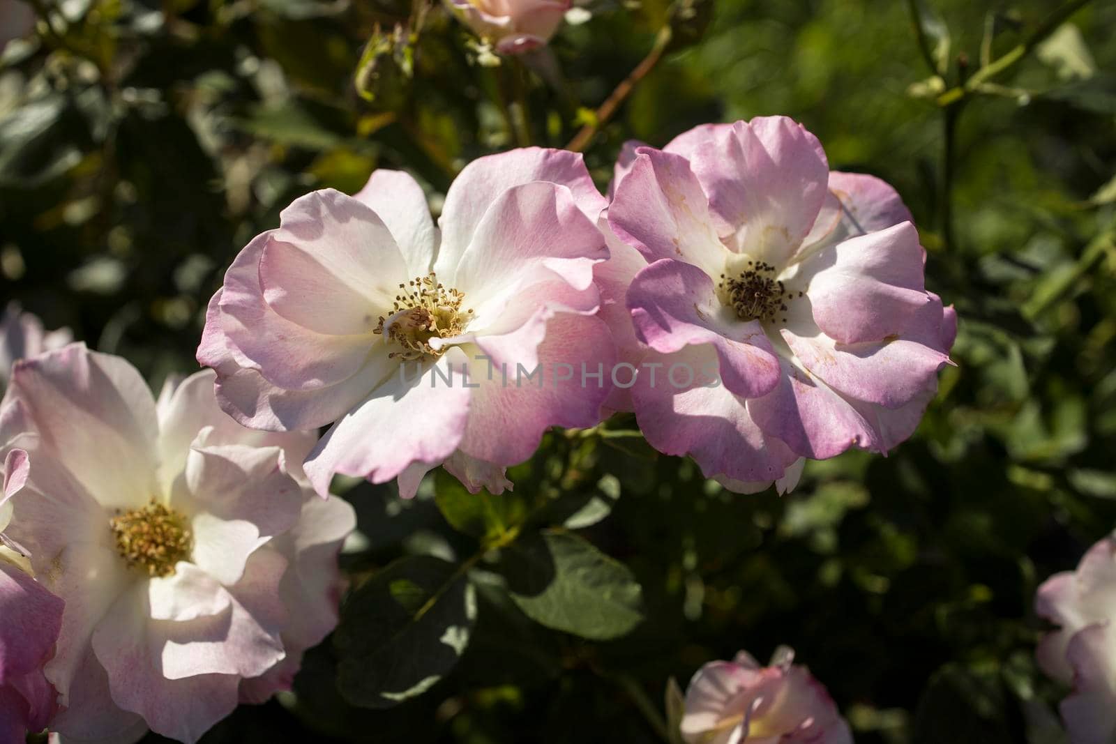 Garden rose Charles Aznavour is in the botanical garden