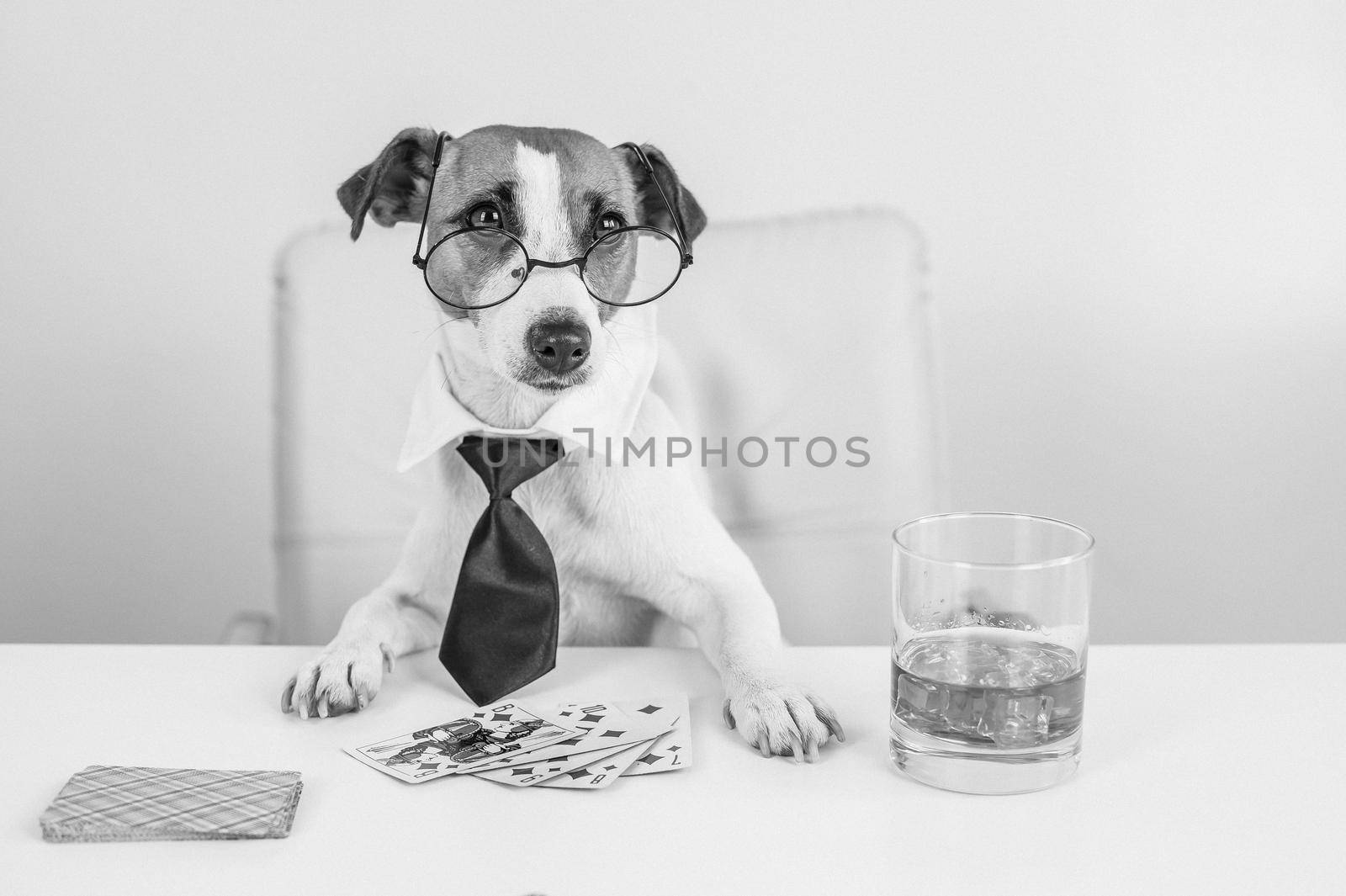 Jack russell terrier dog with glasses and a tie drinks whiskey and plays poker. Addiction to gambling card games. little one