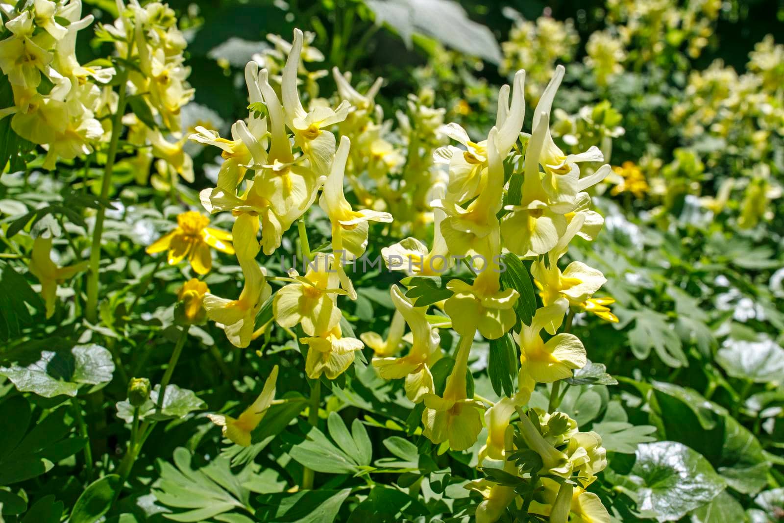 Pseudofumaria alba is a short-lived perennial plant in family Papaveraceae. Flowers are white with yellow throats, borne in racemes on short, branched stems above foliage from spring through autumn. by elenarostunova