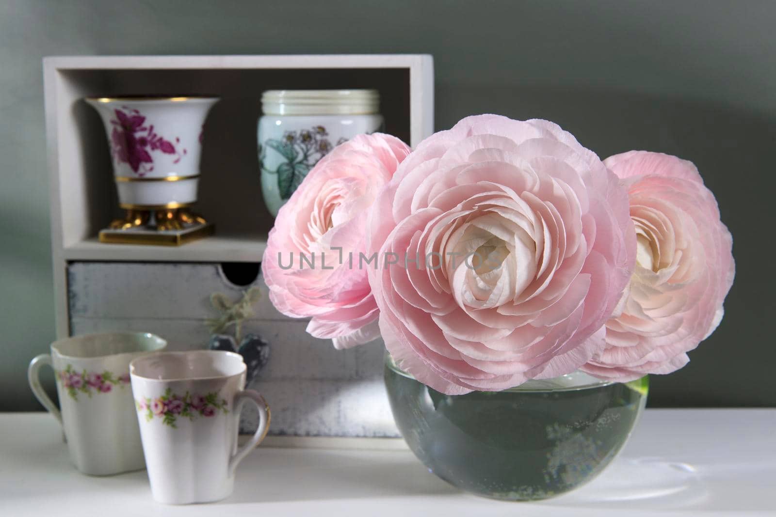 Three pale pink ranunculus in a transparent round vase on the white windowsill. Copy space. Place for text