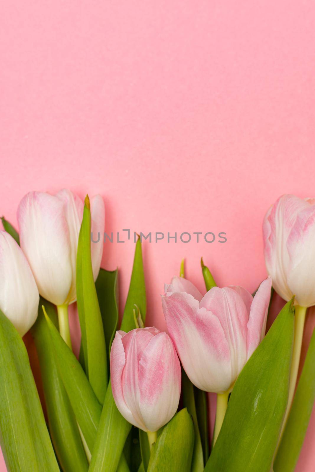 Tulips and a frame on a pink background . Tulips of kopi space. Pink background. Mockup . Space for text. A greeting card. Tulips on a pink background. Spring flowers. March eighth. Mother's Day. Birthday