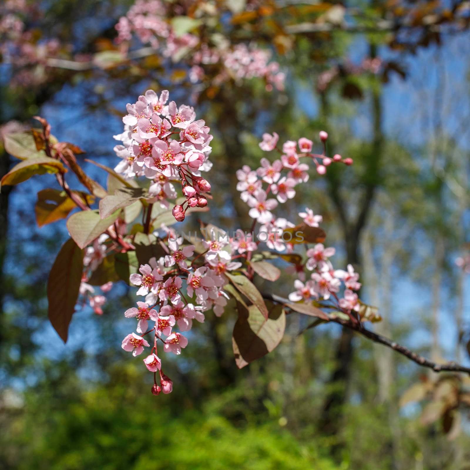 Almond Blossoms pink against blue sky in sunny weather by elenarostunova