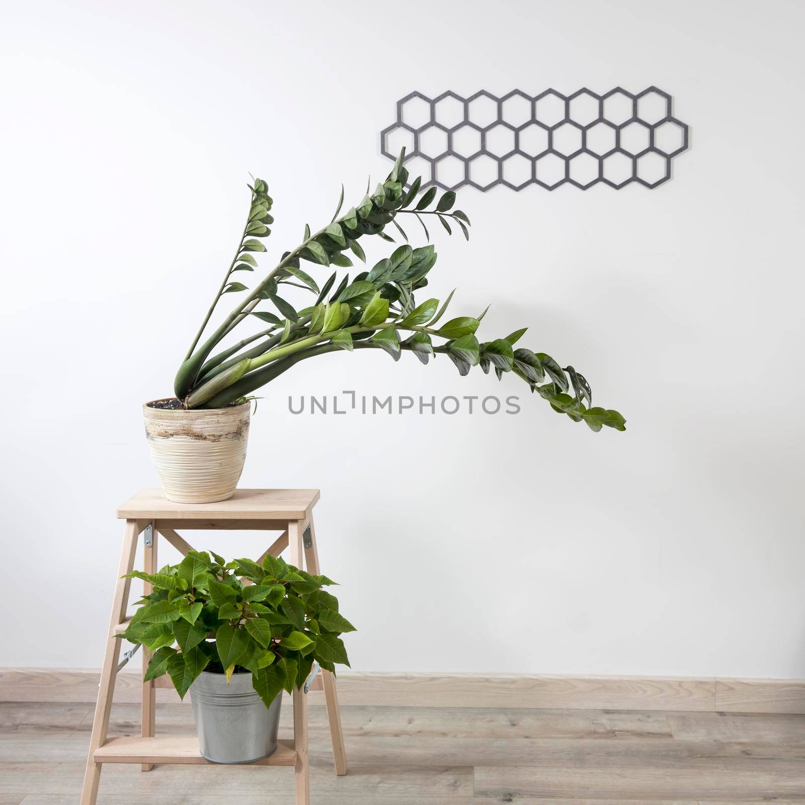 Zamioculcas plant in clay pot and Poinsettia on stool in white modern interior. decorative diamond-shaped panel on the wall. Scandinavian style by elenarostunova