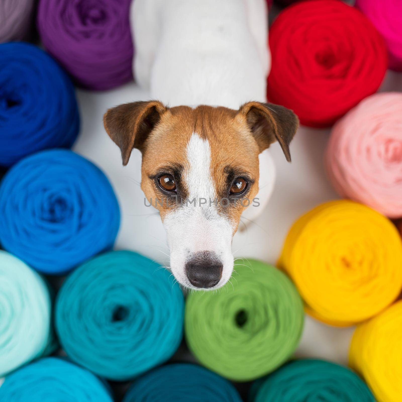 Jack russell terrier dog near multi-colored cotton yarn. The assortment of the store for needlework. Top view. by mrwed54