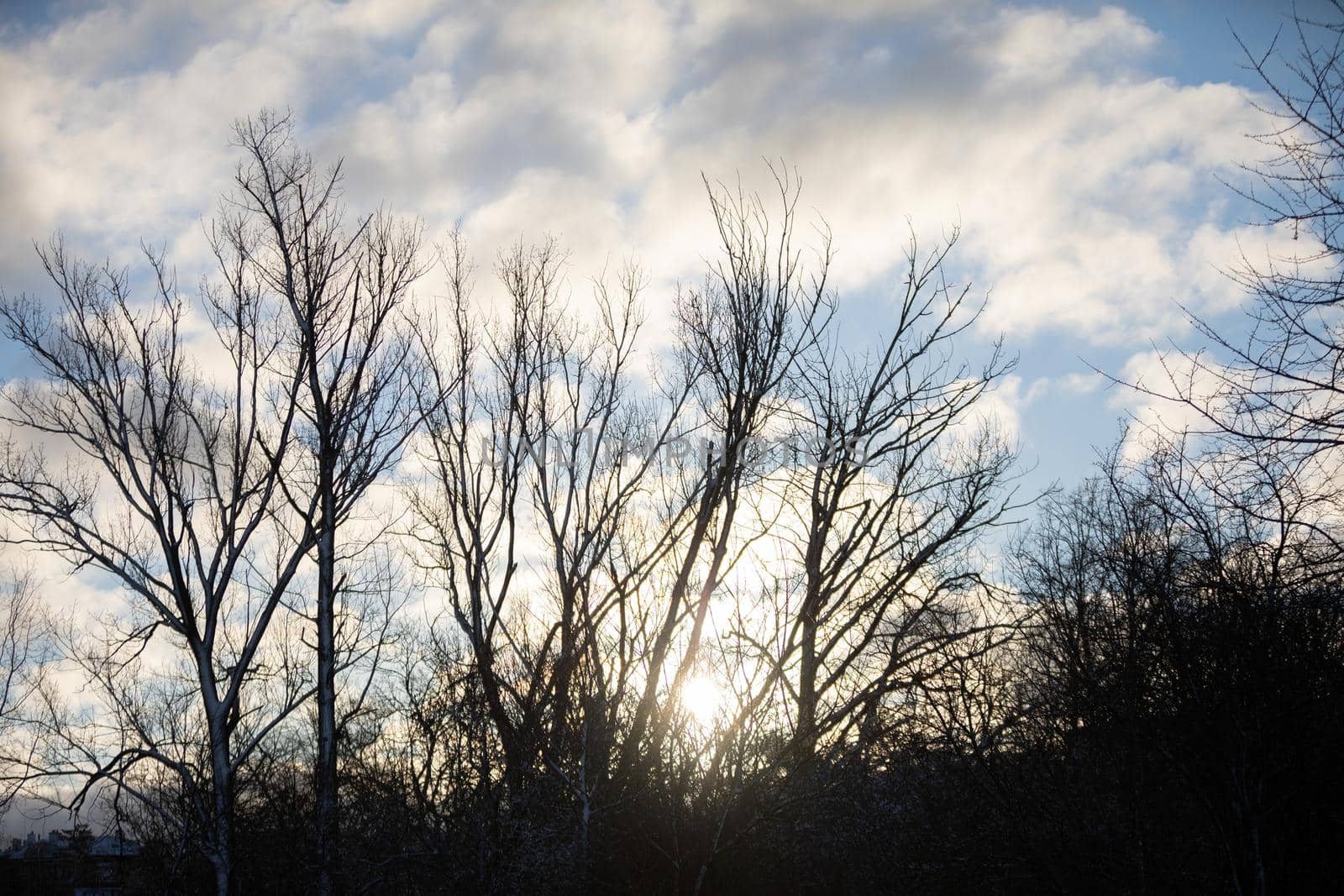 The morning sun against the blue sky and white clouds, shining through the branches and trunks of leafless trees.