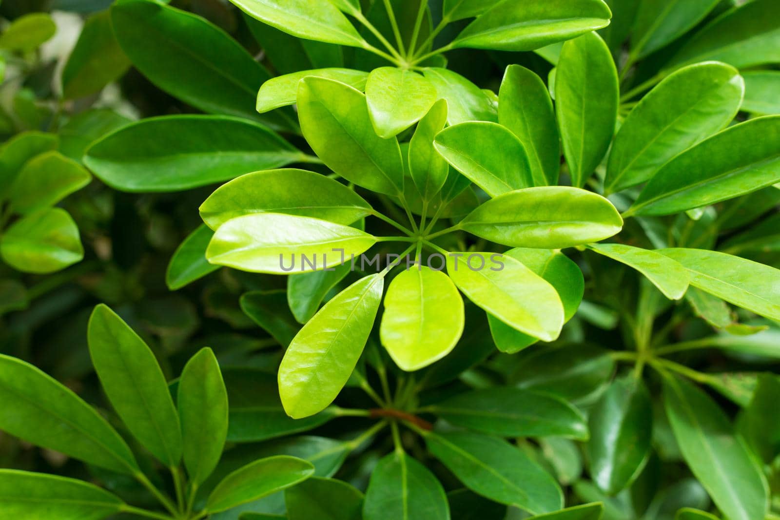 Green tropic big leaves background