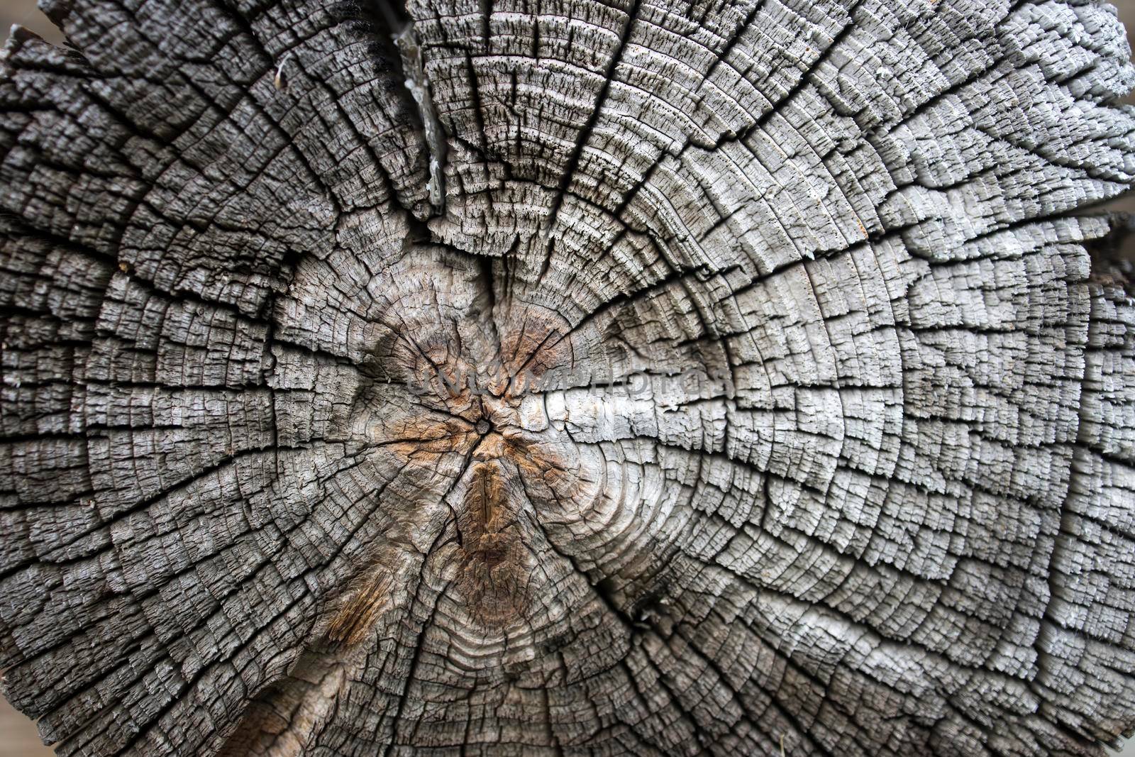 Background with wooden round logs two hundred years ago in Kizhi